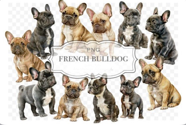 French Bulldog Clipart